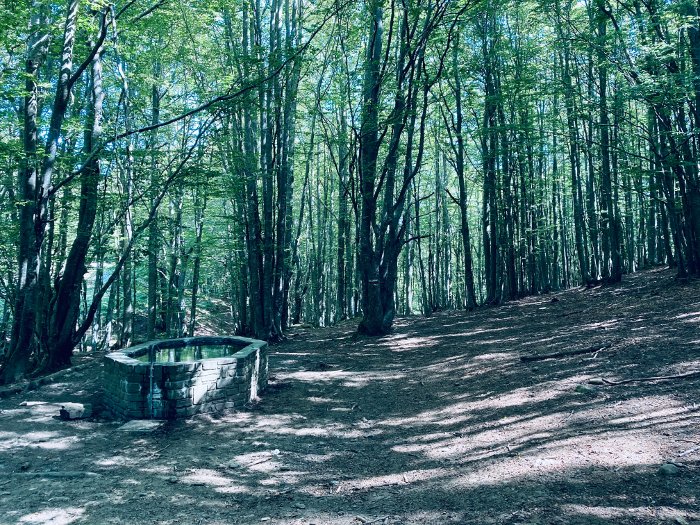 Sentieri nel bosco con i bambini