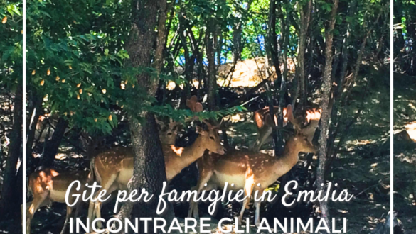 posti con animali per bambini