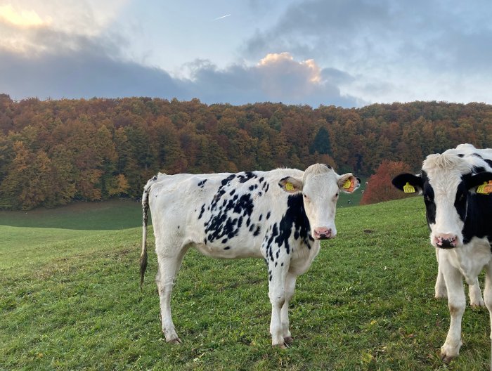 Passeggiate in Lessinia con bambini