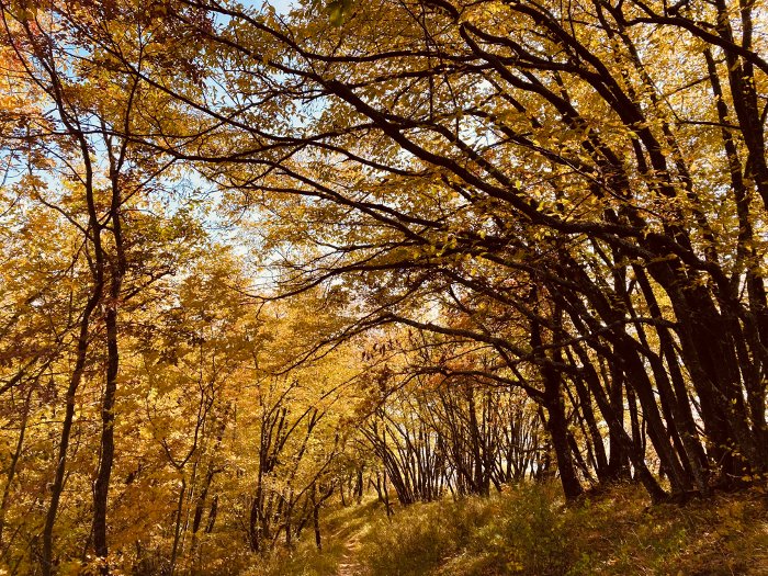 Autunno nell'Appennino Reggiano