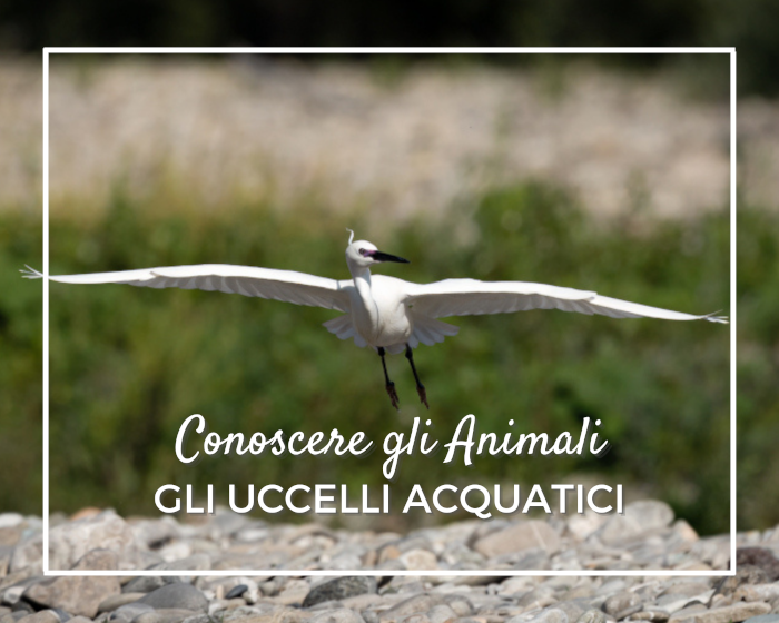 riconoscere gli uccelli acquatici