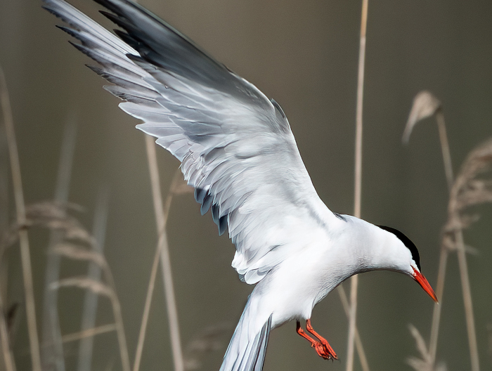 Riconoscere gli uccelli in Emilia Romagna: sterna comune