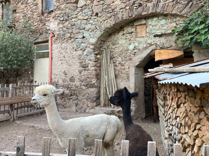 Allevamento Silpaca