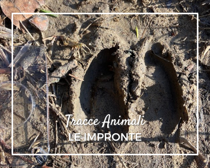 Impronte animali del bosco
