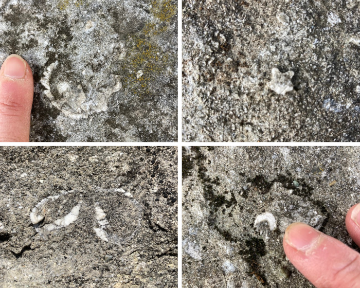 La biocalcarenite della Pietra di Bismantova