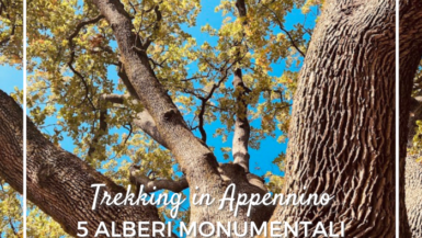 5 Alberi Monumentali nell'Appennino Reggiano