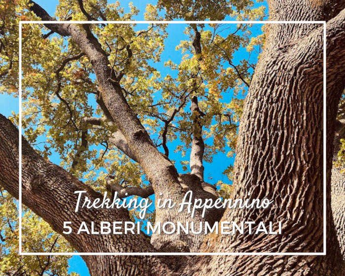 5 Alberi Monumentali nell'Appennino Reggiano