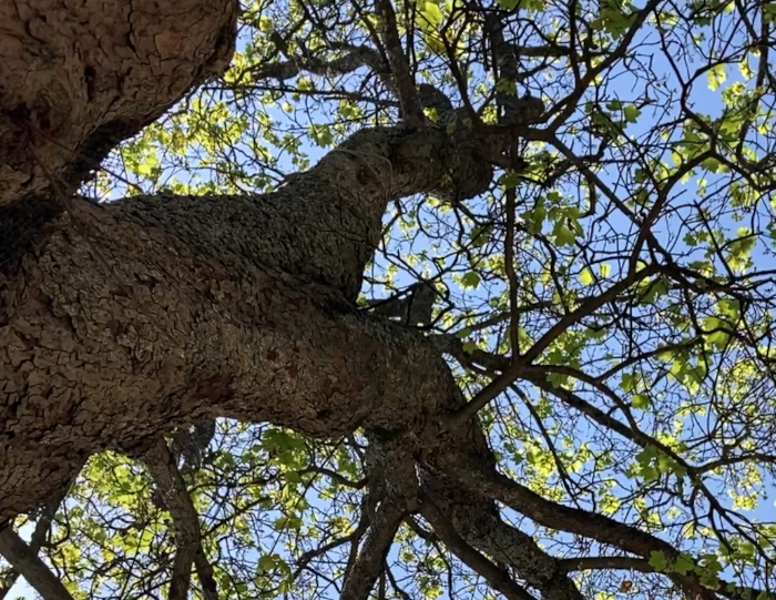 Alberi monumentali in Appennino Reggiano