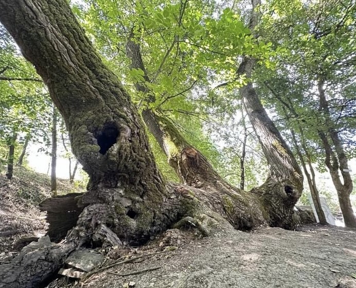Il Pioppo sdraiato del Mulino in Pietra