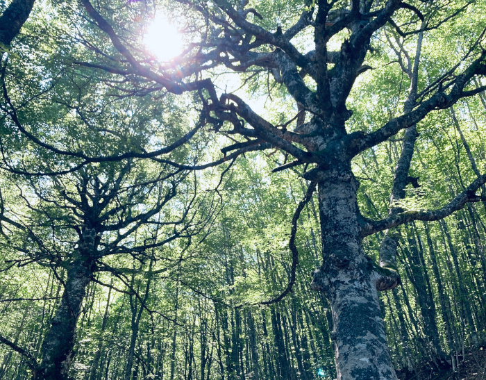 Alberi monumentali: i faggi 