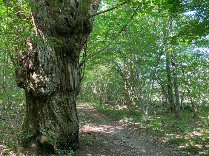 Castagni secolari nell'Appennino reggiano