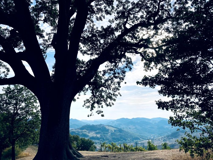 La Grande Quercia di Rondinara