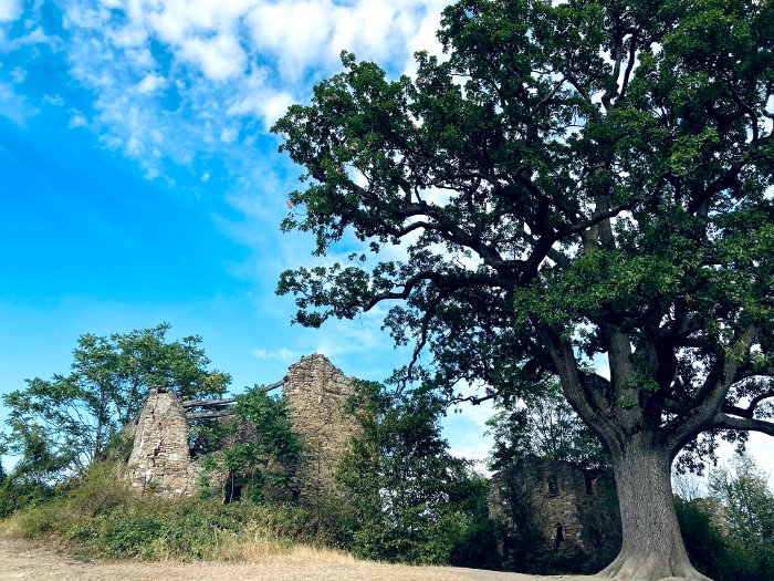 Alberi monumentali reggiani: la Grande Quercia