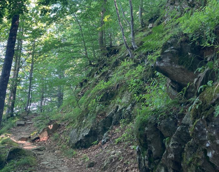 Trekking nelle faggete del Passo Pradarena