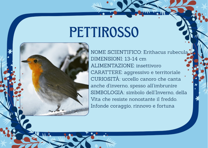 Piccoli uccelli svernanti: Pettirosso