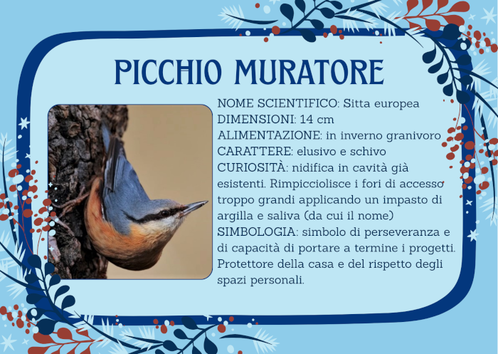 picchio muratore: uccello passeriforme