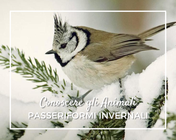 Piccoli uccelli invernali