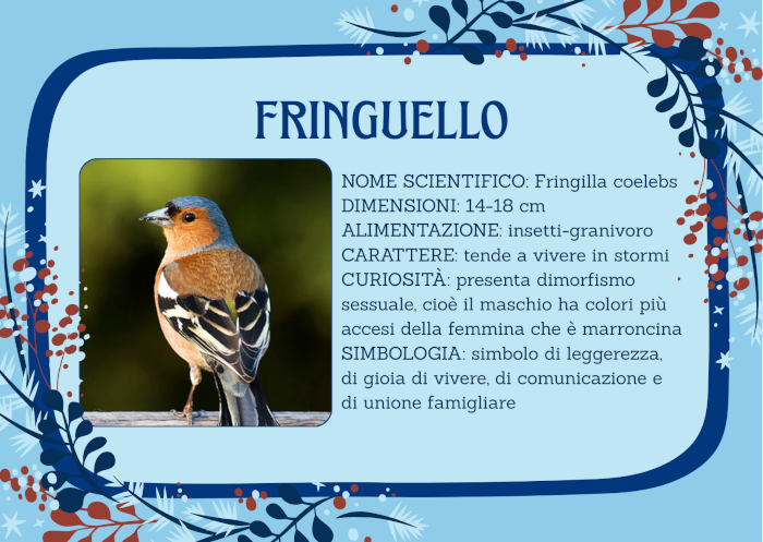 Uccelli invernali: il Fringuello