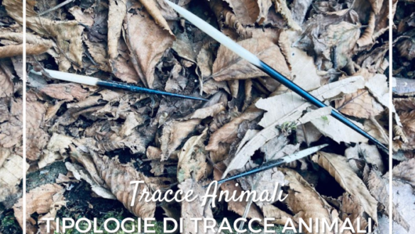 Come riconoscere le Tracce degli Animali selvatici
