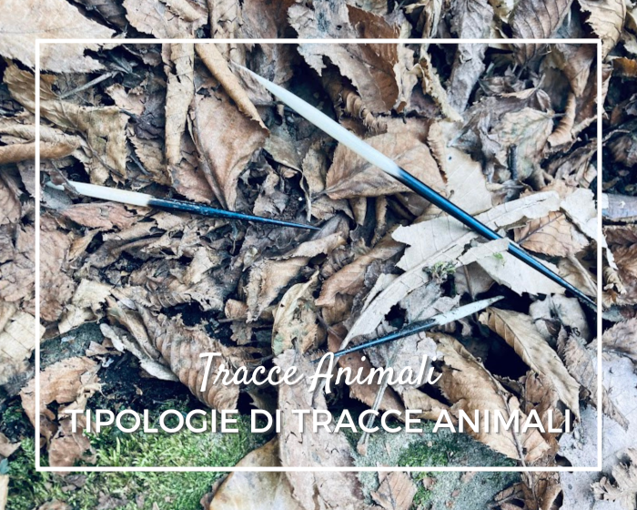 Come riconoscere le Tracce degli Animali selvatici