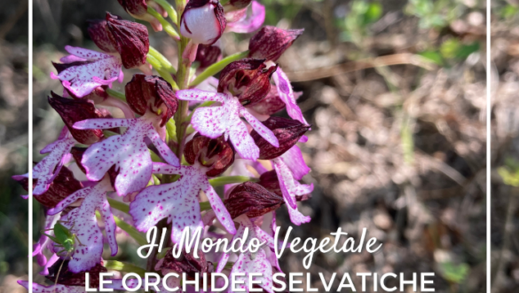 Orchidee spontanee in Emilia Romagna