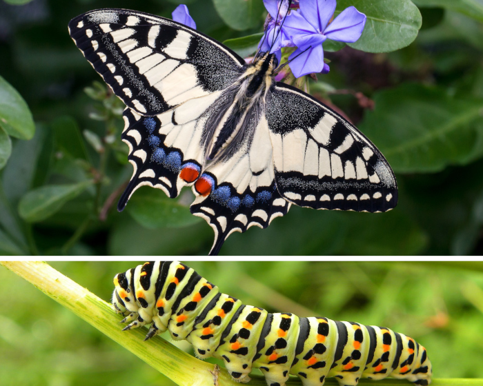 Farfalla Macaone