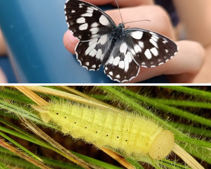 Farfalla Galatea