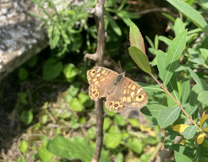 Riconoscere gli insetti impollinatori