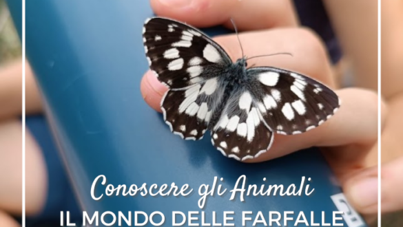Farfalle comuni in Italia