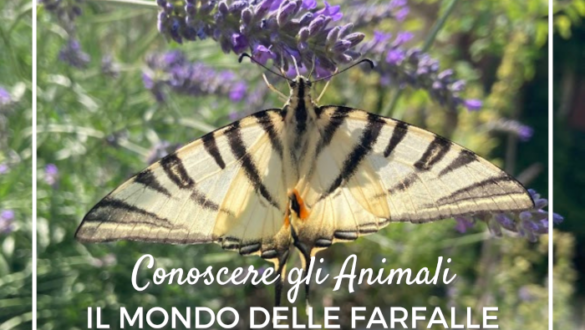 Farfalle comuni in Italia