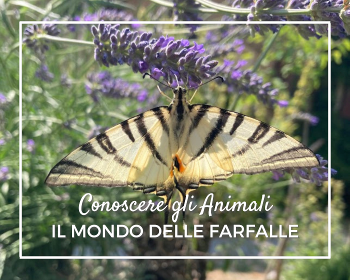 Farfalle comuni in Italia