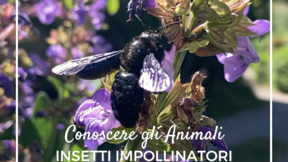 Insetti impollinatori