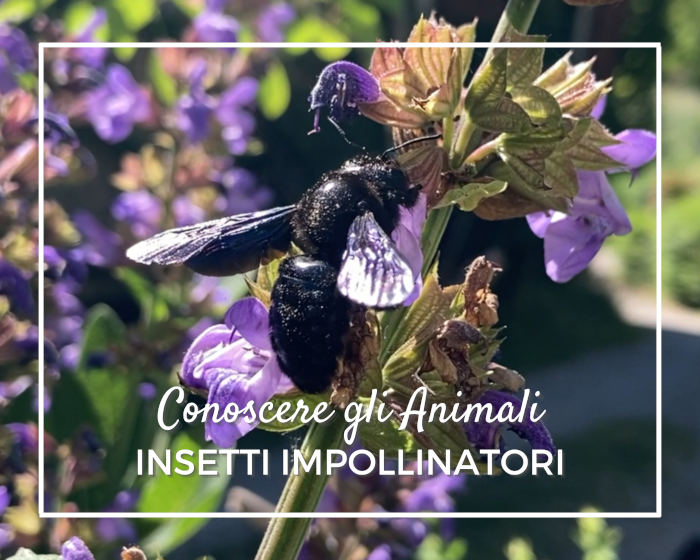 Insetti impollinatori