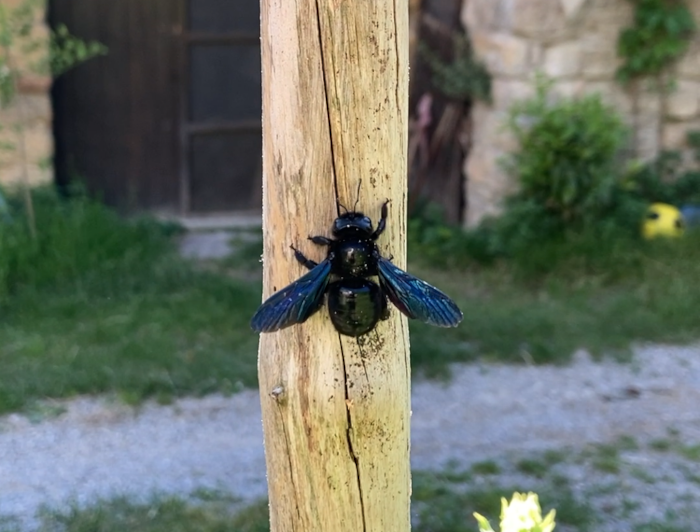 Ape legnaiola