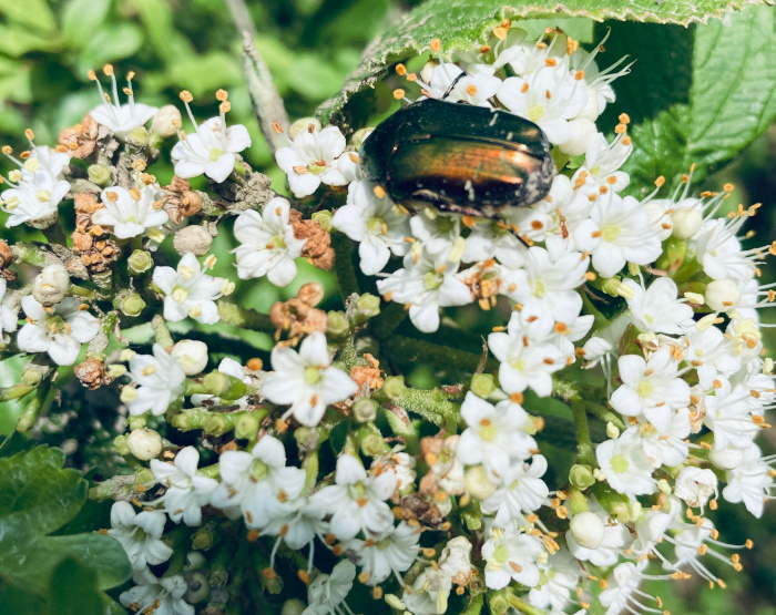 Insetti impollinatori: Cetonia