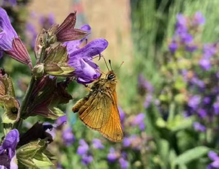 Farfalla impollinatrice