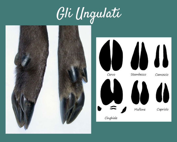 Gli ungulati