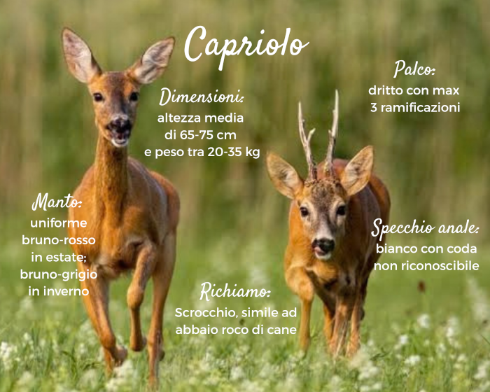Riconoscere gli ungulati: i caprioli