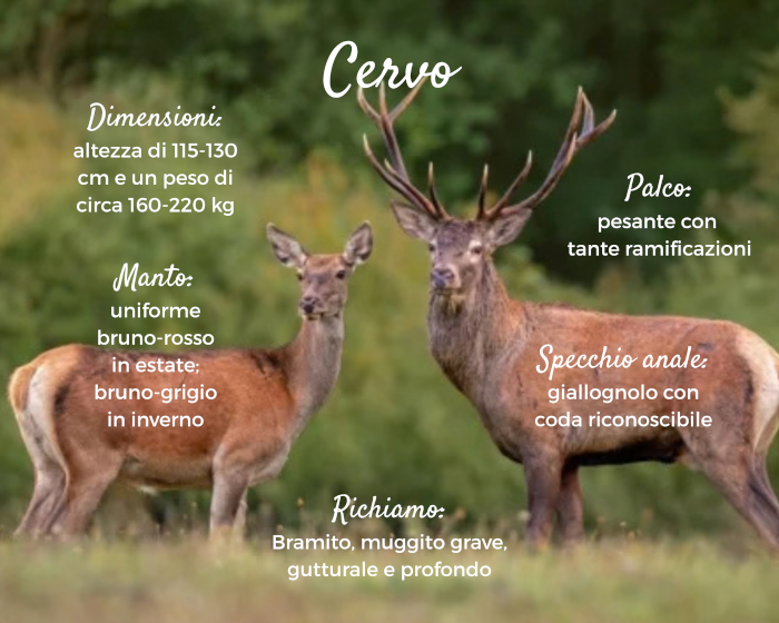 Riconoscere gli ungulati: cervi