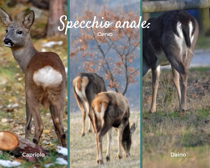Riconoscere cervi, daini e caprioli dallo specchio anale