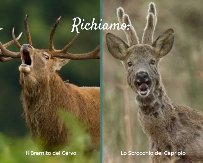 I richiami degli ungulati