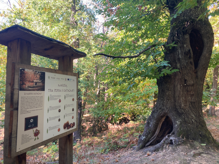 Il Castagneto di Marola