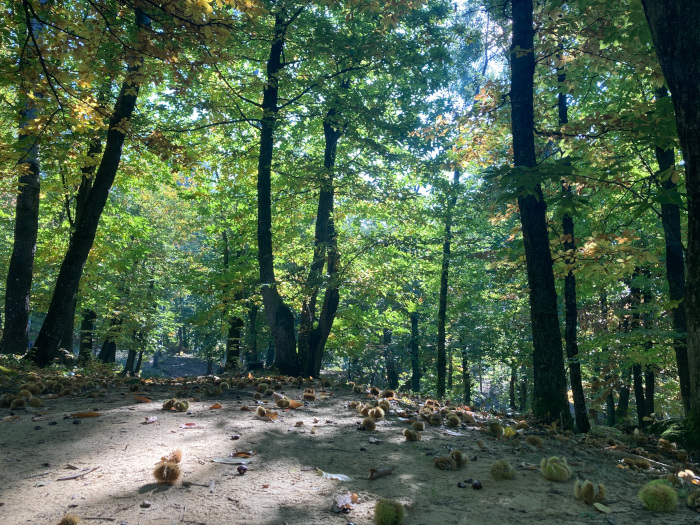 Passeggiate nei castagneti di Marola